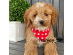 Harvey