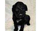 Licorice Mini Labradoodle