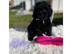 Poodle (Toy) Puppy for sale in Forney, TX, USA