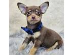 Chihuahua Puppy for sale in Santa Ana, CA, USA