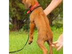 Rhodesian Ridgeback Puppy for sale in Ashville, AL, USA