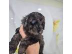 Poodle (Toy) Puppy for sale in Miami, FL, USA