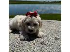 Maltipoo Puppy for sale in Palos Heights, IL, USA