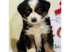 Miniature Australian Shepherd Puppy for sale in Athens, TX, USA