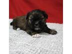 Shih Tzu Puppy for sale in Grovespring, MO, USA