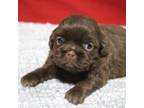 Shih Tzu Puppy for sale in Grovespring, MO, USA