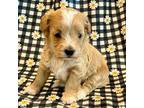 Maltipoo Puppy for sale in Hawarden, IA, USA
