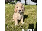Goldendoodle Puppy for sale in Columbia City, IN, USA