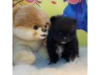 Pomeranian Puppy for sale in Jacksonville, TX, USA