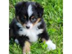 Miniature Australian Shepherd Puppy for sale in Attleboro, MA, USA
