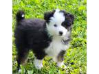 Miniature Australian Shepherd Puppy for sale in Attleboro, MA, USA
