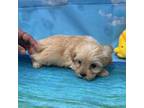 Mutt Puppy for sale in Jefferson, SC, USA