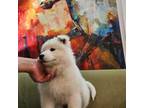 Samoyed Puppy for sale in Blaine, WA, USA