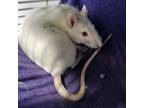 Adopt Penny a Rat