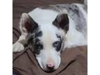 Adopt Jesse a Australian Shepherd, Australian Cattle Dog / Blue Heeler