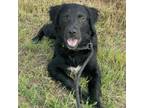 Adopt Nova a Border Collie, Black Labrador Retriever