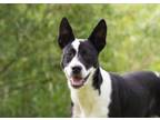 Adopt CeeCee a Cattle Dog, Mixed Breed