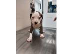 Adopt Aries(Puppy 4)Sausage a Pit Bull Terrier