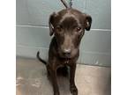 Adopt Cherry a Mixed Breed