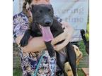 Adopt Licorice a Mixed Breed