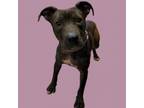 Adopt TUSC-Stray-tu7856 a Pit Bull Terrier