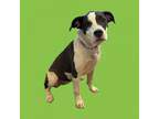 Adopt TUSC-Stray-tu824 a Terrier