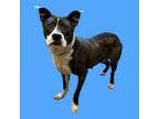 Adopt TUSC-Stray-tu7854 a Terrier