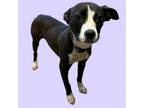 Adopt TUSC-Stray-tu7855 a Terrier