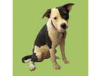 Adopt TUSC-Stray-tu7863 a Terrier, Collie
