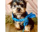 Micky the silky terrier