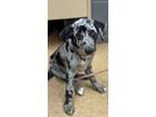 Adopt Medusa a Cattle Dog, Mixed Breed