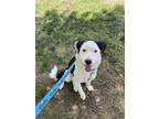 Adopt Madison a Border Collie, Mixed Breed