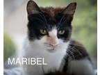 Adopt Maribel (FCID# 05/08/2024 - 22 Trainer) a Tuxedo