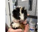 Adopt Unknown a Guinea Pig
