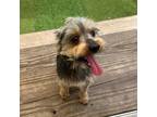 Adopt Tazzy 4490 a Yorkshire Terrier