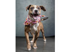 Adopt Marvelous Mary a Pit Bull Terrier, Mixed Breed