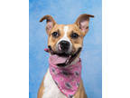 Adopt Sandwich a Pit Bull Terrier, Mixed Breed