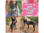 Adopt 2024-05-185 *Nadia* a Australian Cattle Dog / Blue Heeler