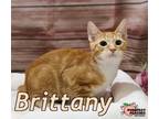 Adopt Brittany a American Bobtail, Domestic Short Hair