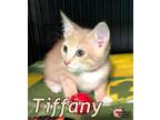 Adopt Tiffany a American Bobtail, Domestic Short Hair