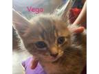 Adopt Vega a Domestic Short Hair