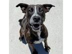 Adopt Zara a Pit Bull Terrier