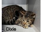 Adopt Dixie a Domestic Short Hair