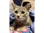 Adopt Lilly Pilly a Domestic Short Hair