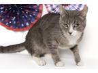 Adopt Blueberry Muffin a Domestic Short Hair