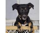 Adopt Hulahoop **Off-Site Foster Home** a Mixed Breed