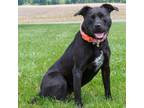 Adopt Buttercup a Mixed Breed