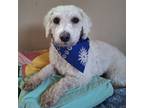 Adopt Mouse a Poodle, Mixed Breed