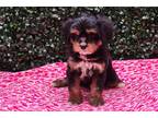 Cavapoo Puppy for sale in Bloomington, IN, USA