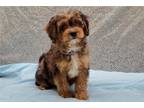 Cavapoo Puppy for sale in Bloomington, IN, USA
